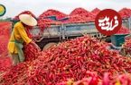 ببنیید| چگونه صدها تن فلفل قرمز برداشت و در آمریکا فرآوری می شود؟