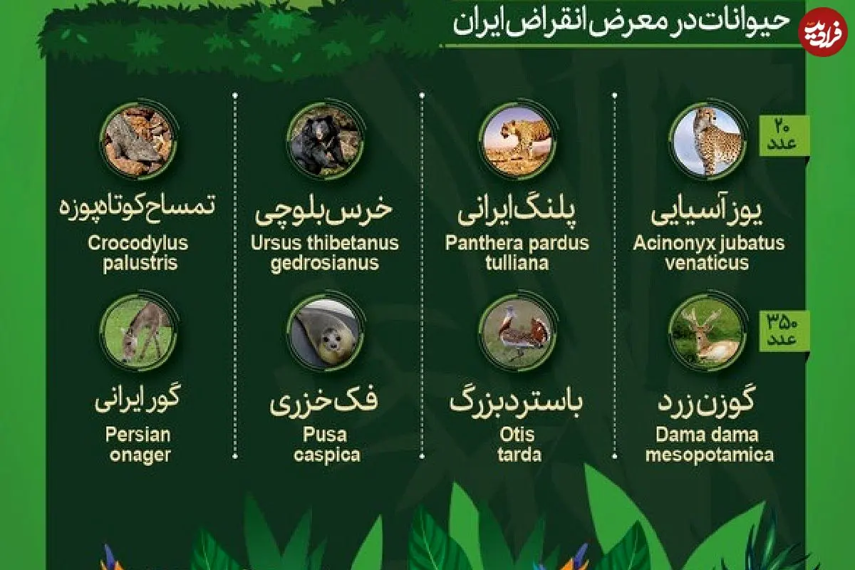 اینفوگرافی؛ حیوانات در معرض انقراض ایران و آسیا را بشناسید