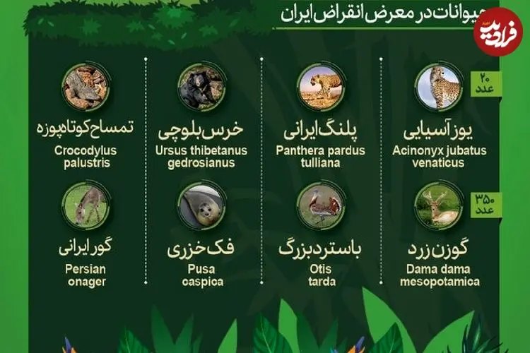 اینفوگرافی؛ حیوانات در معرض انقراض ایران و آسیا را بشناسید
