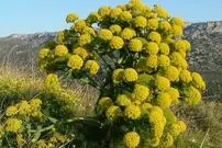 درآمد میلیاردی کشاورزان از کاشت یک هکتار آنغوزه