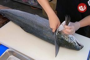 ببینید؛ فرآیند فیله کردن ماهی سالمون و تهیه ساشیمی با آن توسط آشپز تایوانی 