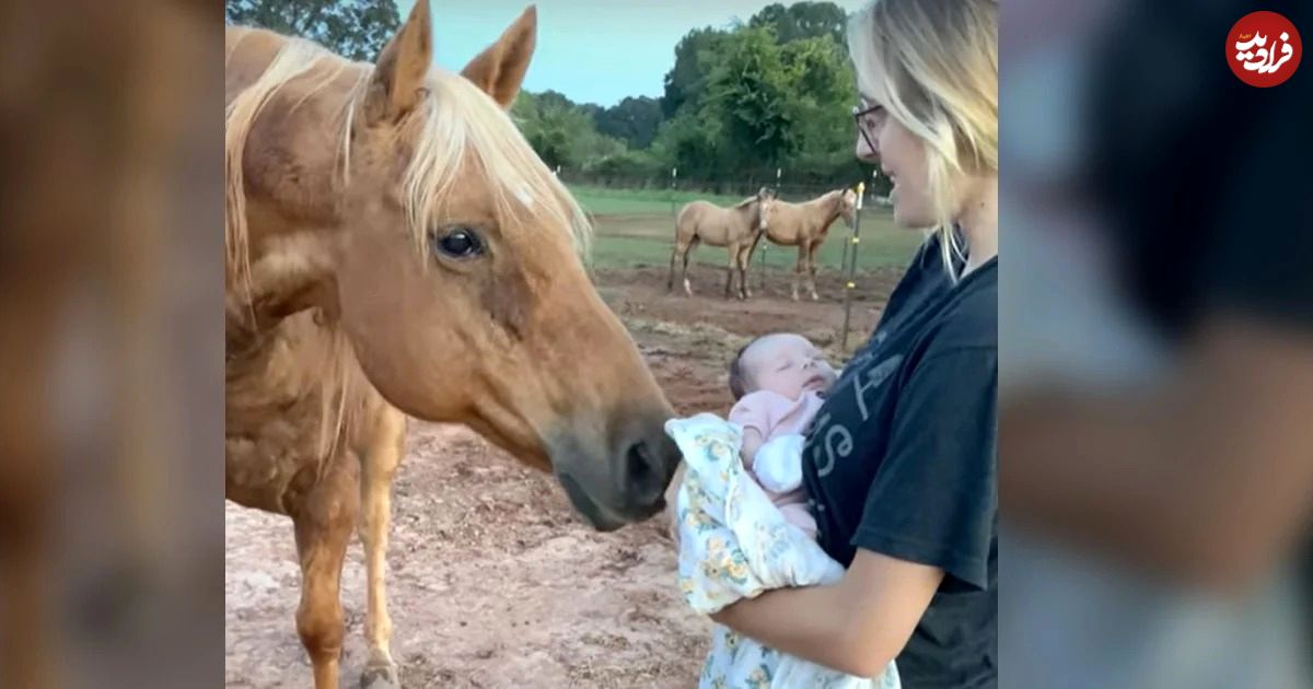 (ویدئو) واکنش حیرت انگیز اسب وقتی برای اولین بار بچه انسان را می بیند!
