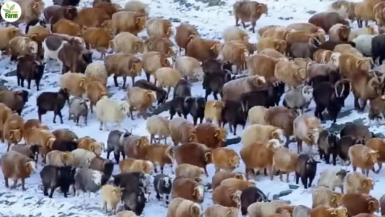 (ویدئو) فرآیند پرورش هزاران شتر، گوزن و گوسفند توسط عشایر ساکن قطب شمال