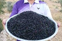 تصاویر؛ آلوکک؛ گیلاسی خودرو، خوشمزه و پرخاصیت که هم درمانگر است و هم باعث خفگی انسان می‌شود!