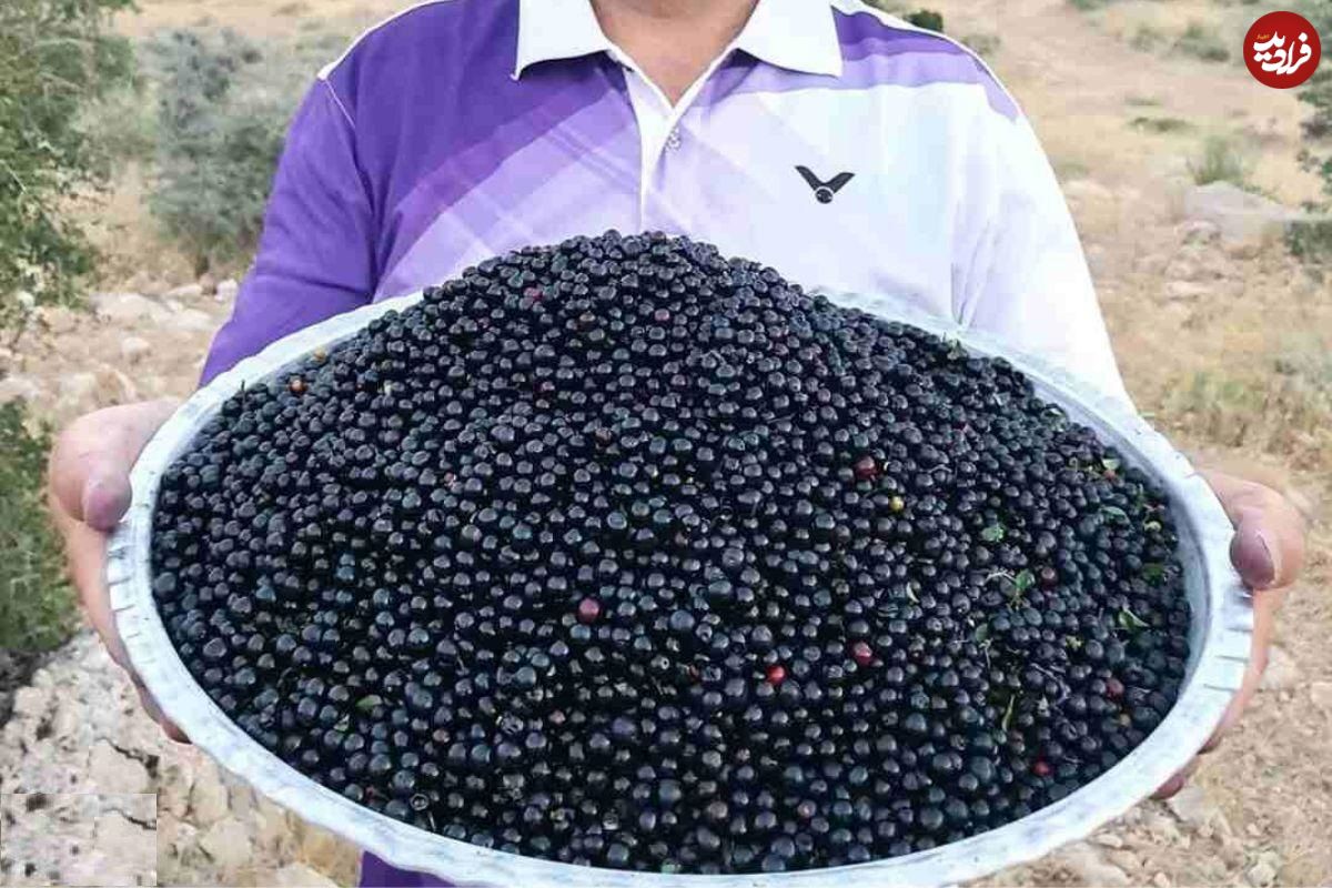 تصاویر؛ آلوکک؛ گیلاسی خودرو، خوشمزه و پرخاصیت که هم درمانگر است و هم باعث خفگی انسان میشود!