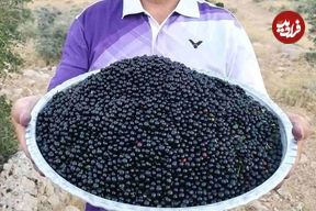 تصاویر؛ آلوکک؛ گیلاسی خودرو، خوشمزه و پرخاصیت که هم درمانگر است و هم باعث خفگی انسان می‌شود!