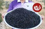 تصاویر؛ آلوکک؛ گیلاسی خودرو، خوشمزه و پرخاصیت که هم درمانگر است و هم باعث خفگی انسان می‌شود!