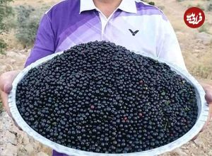 تصاویر؛ آلوکک؛ گیلاسی خودرو، خوشمزه و پرخاصیت که هم درمانگر است و هم باعث خفگی انسان می‌شود!