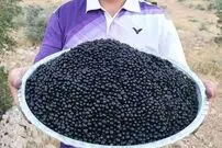 تصاویر؛ آلوکک؛ گیلاسی خودرو، خوشمزه و پرخاصیت که هم درمانگر است و هم باعث خفگی انسان می‌شود!