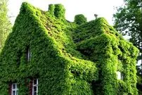 مطالعات جدید نشان داد؛ گیاهان هم در کنار هم قوی‌تر می‌شوند