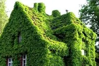 مطالعات جدید نشان داد؛ گیاهان هم در کنار هم قوی‌تر می‌شوند