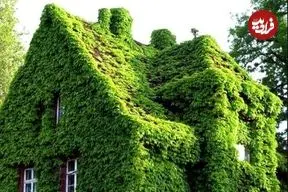 مطالعات جدید نشان داد؛ گیاهان هم در کنار هم قوی‌تر می‌شوند