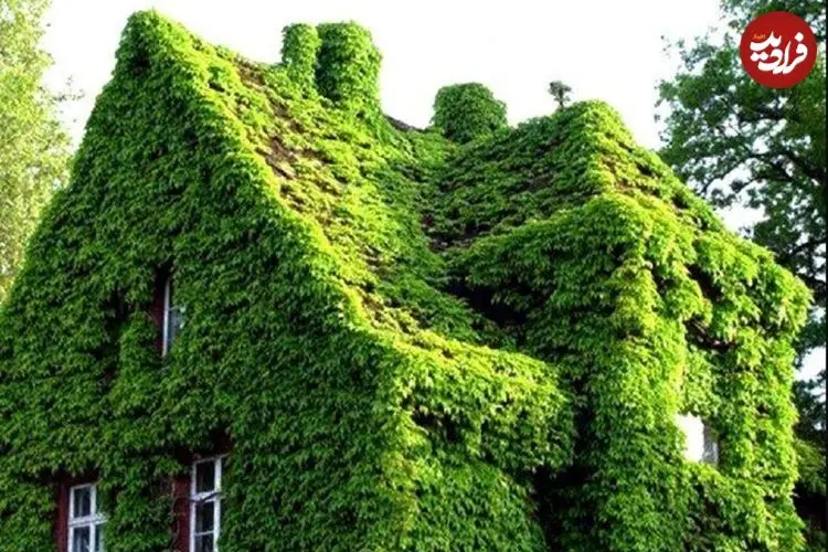 مطالعات جدید نشان داد؛ گیاهان هم در کنار هم قوی‌تر می‌شوند