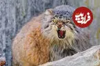 ببینید| رصد گربه بازیگوش پالاس در سمنان