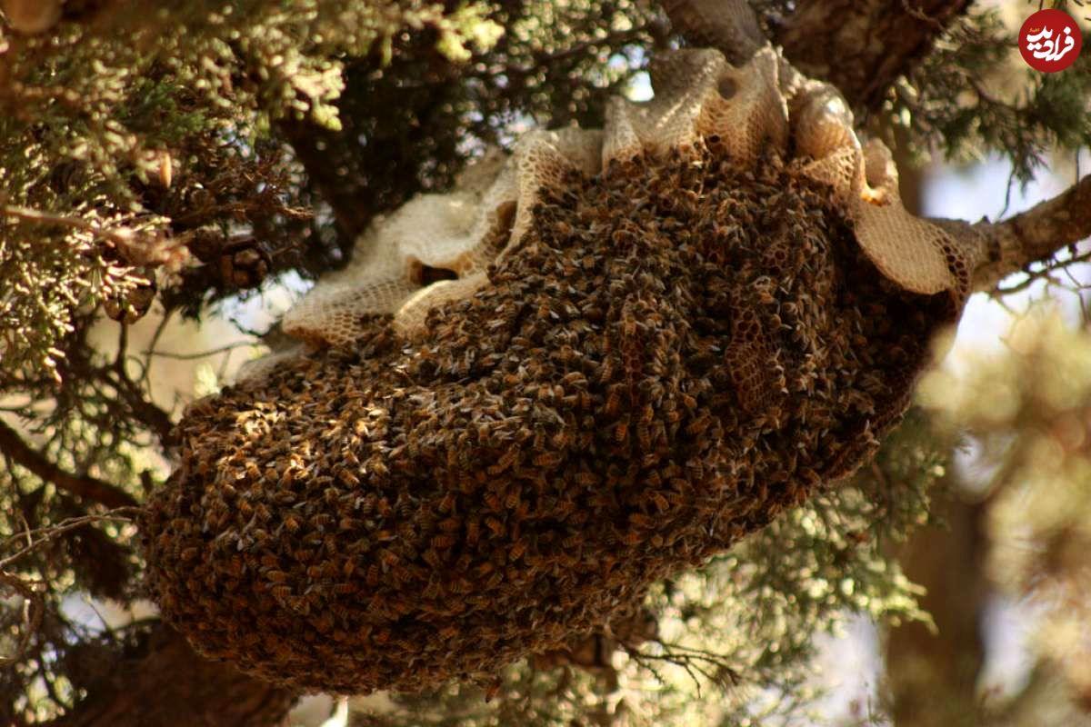 (ویدئو) لحظه کشف بزرگترین کندوی عسل درختی جهان که سه متر آویزان است