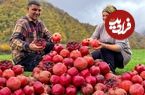 ببینید؛ غذای روستایی در آذربایجان؛ برداشت انار از جنگل و تهیه مربا با آن