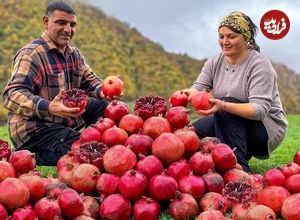 ببینید؛ غذای روستایی در آذربایجان؛ برداشت انار از جنگل و تهیه مربا با آن