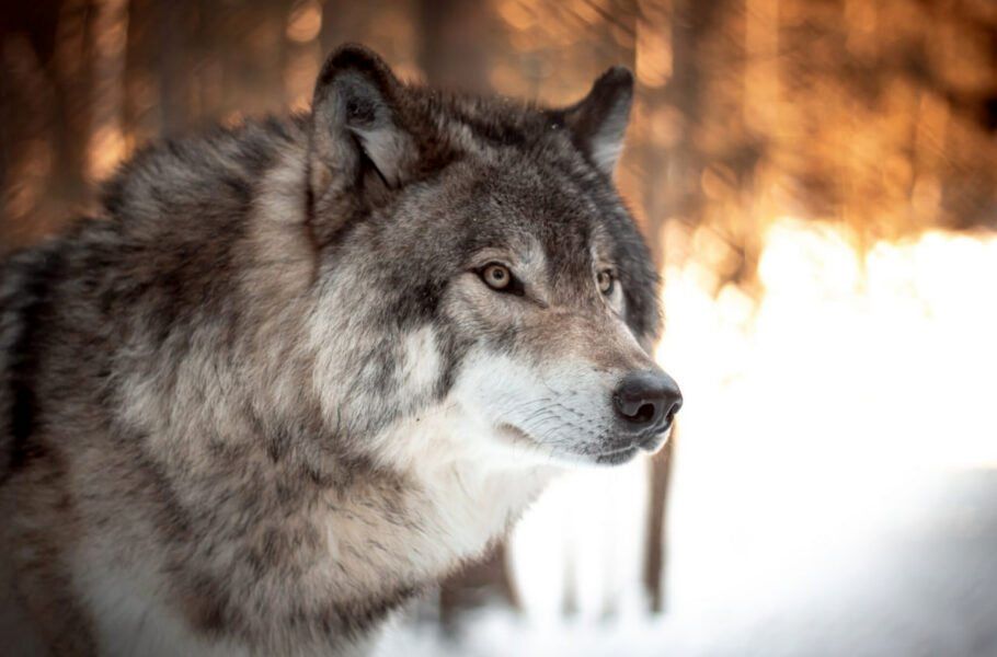 گرگ‌ها صدای انسان‌ها را تشخیص می‌دهند