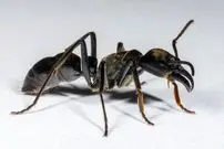 بزرگترین مورچۀ جهان کجا و چگونه زندگی می‌کند؟