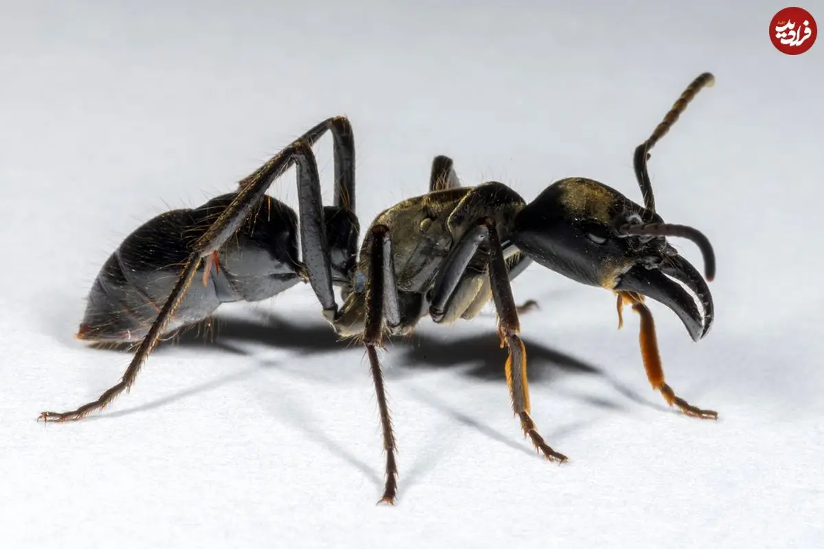 بزرگترین مورچۀ جهان کجا و چگونه زندگی می‌کند؟