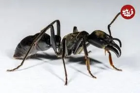 بزرگترین مورچۀ جهان کجا و چگونه زندگی می‌کند؟