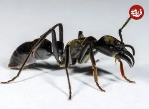 بزرگترین مورچۀ جهان کجا و چگونه زندگی می‌کند؟