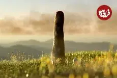 جاندار ناشناختۀ 8 متری که 400 میلیون سال پیش روی زمین رشد می‌کرد