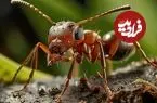 یکی از شگفت انگیزترین نمونه های بقا در برابر سقوط از نظر علم فیزیک
