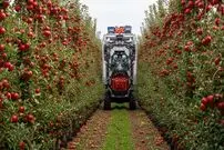 ببینید| مراحل کاشت و برداشت سیب و تولید آبمیوه سیب در کارخانه