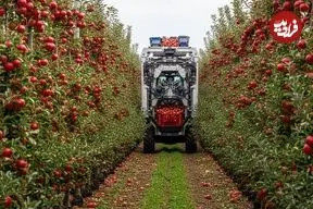 ببینید| مراحل کاشت و برداشت سیب و تولید آبمیوه سیب در کارخانه