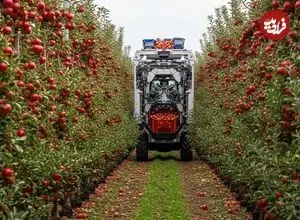 ببینید| مراحل کاشت و برداشت سیب و تولید آبمیوه سیب در کارخانه