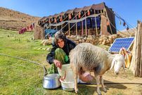 ببینید؛ غذای روستایی در ایران؛ تهیه پنیر از شیر تازه بز
