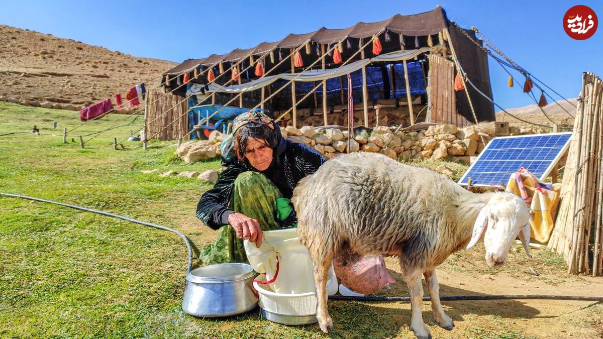 ببینید؛ غذای روستایی در ایران؛ تهیه پنیر از شیر تازه بز