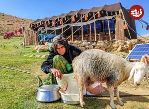 ببینید؛ غذای روستایی در ایران؛ تهیه پنیر از شیر تازه بز