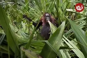 عکس‌های شگفت‌انگیز طبیعت که برندۀ جایزه عکاسی شدند