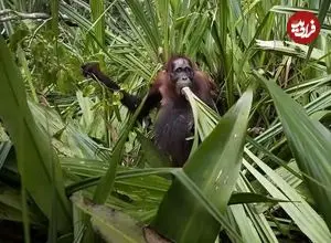 عکس‌های شگفت‌انگیز طبیعت که برندۀ جایزه عکاسی شدند