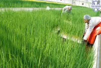 (ویدئو) فرآیند دیدنی تولید پیازچه در گلخانه ای مدرن برای کیمچی در کره