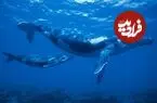 نهنگ‌ها چگونه در دریا به نوزادان خود شیر می‌دهند؟
