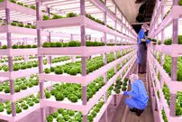 (ویدئو) مراحل دیدنی و متفاوت پرورش سبزیجات به روش دانشمندان کره ای