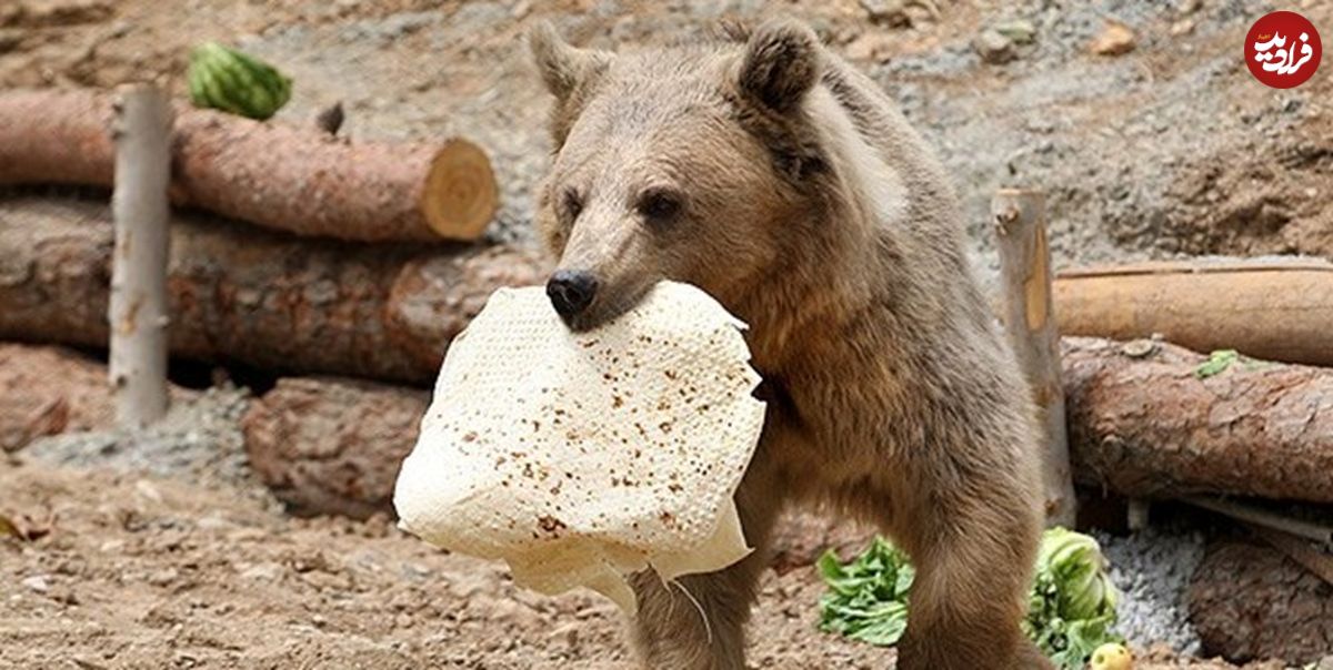  (ویدئو) اقدام خطرناک کوهنوردان در غذا دادن به خرس‌ها