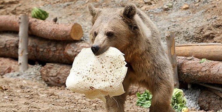  (ویدئو) اقدام خطرناک کوهنوردان در غذا دادن به خرس‌ها