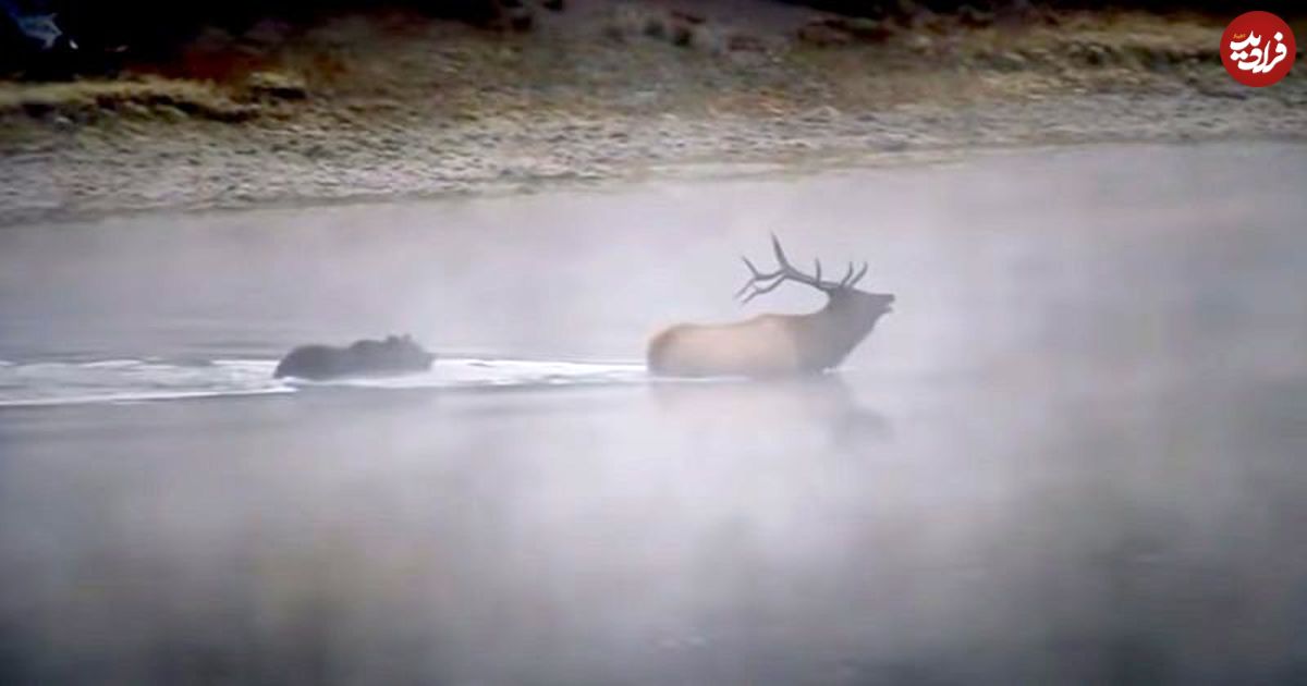 ( ویدیو) گوزن بزرگ در وسط رودخانه تسلیم خرس گریزلی شد