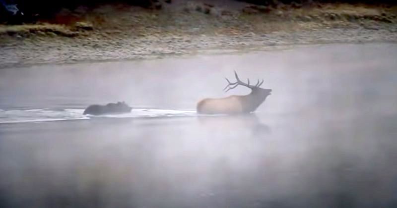 ( ویدیو) گوزن بزرگ در وسط رودخانه تسلیم خرس گریزلی شد