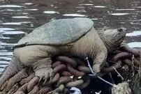 (عکس) سلبریتی غول‌ پیکر رودخانه شیکاگو