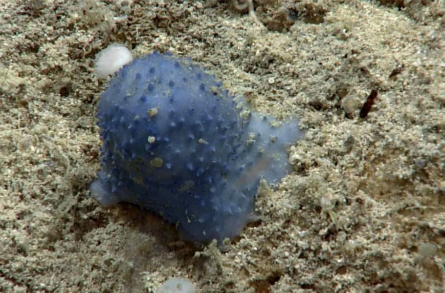 (ویدئو) کشف موجودی عجیب در اعماق اقیانوس اطلس با ظاهری شبیه یک گوی آبی رنگ