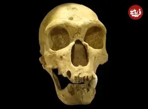 تاریخ نئاندرتال‌ها از نو نوشته شد