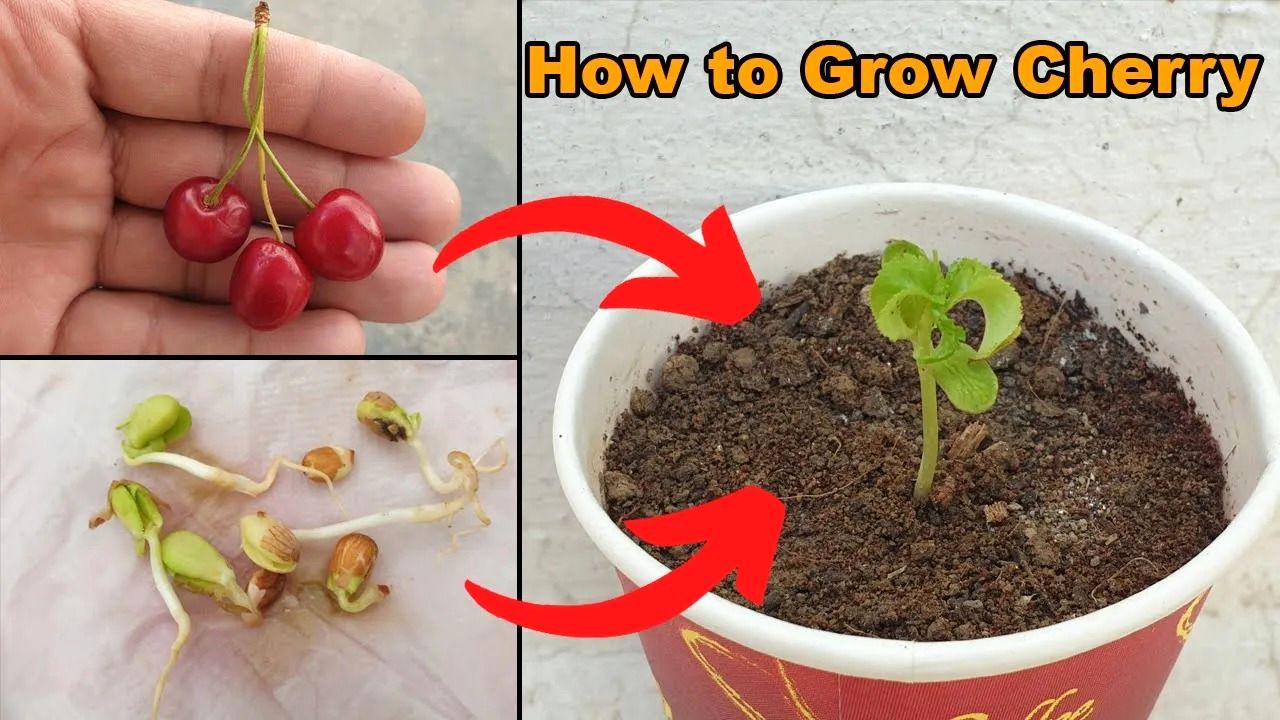 (ویدئو) چگونه گیلاس را از طریق دانه در خانه پرورش دهیم؟