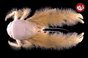 خرچنگ پشمالوی کمترشناخته‌شده‌ای که غذایش را روی بدن خودش پرورش می‌دهد