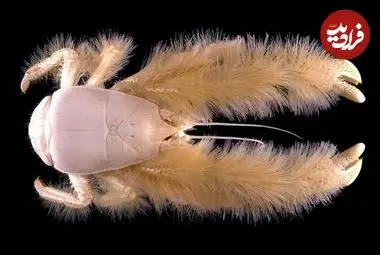 خرچنگ پشمالوی کمترشناخته‌شده‌ای که غذایش را روی بدن خودش پرورش می‌دهد