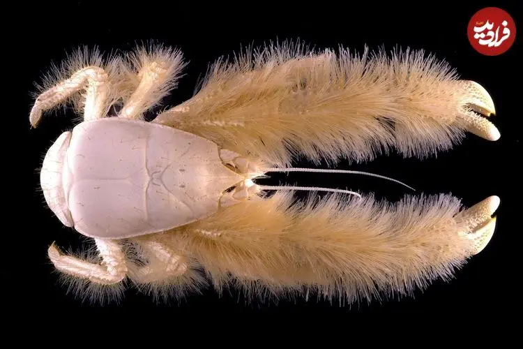 خرچنگ پشمالوی کمترشناخته‌شده‌ای که غذایش را روی بدن خودش پرورش می‌دهد